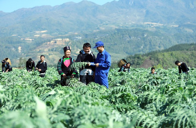 Việt Nam sẽ tham gia thị trường thảo dược toàn cầu