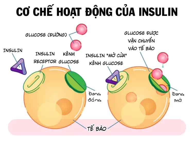 Tóm tắt giúp bạn dễ tìm hiểu về bệnh tiểu đường