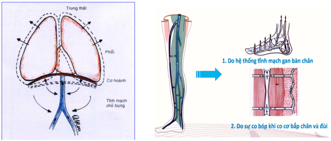 Bệnh giãn tĩnh mạch: Những điều cần biết